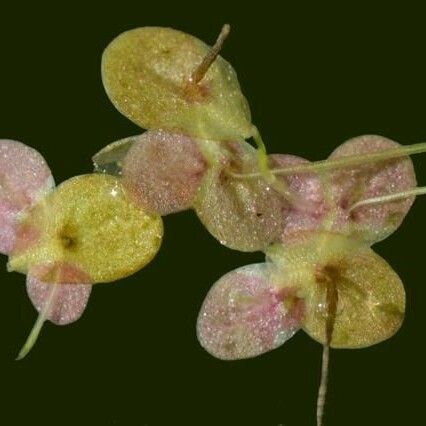 Lemna turionifera Feuille