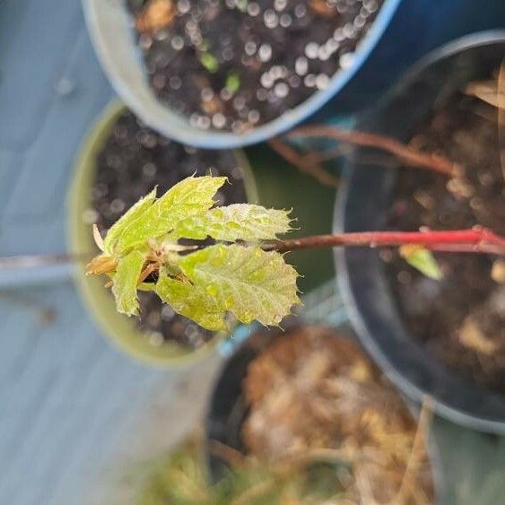 Quercus michauxii Leaf