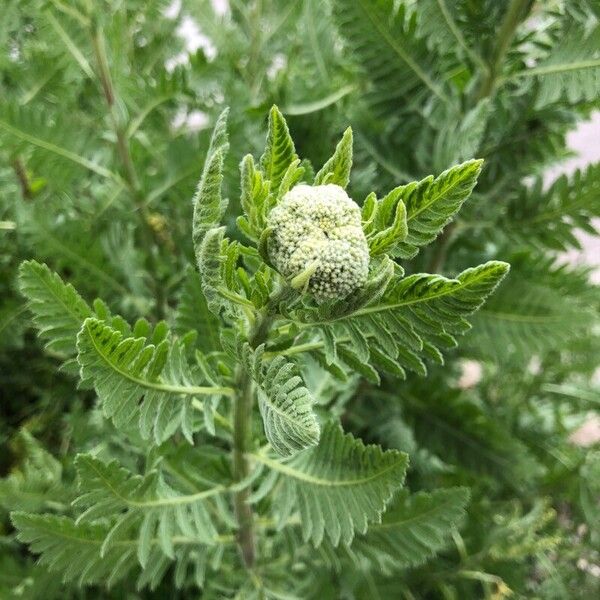 Achillea filipendulina برگ