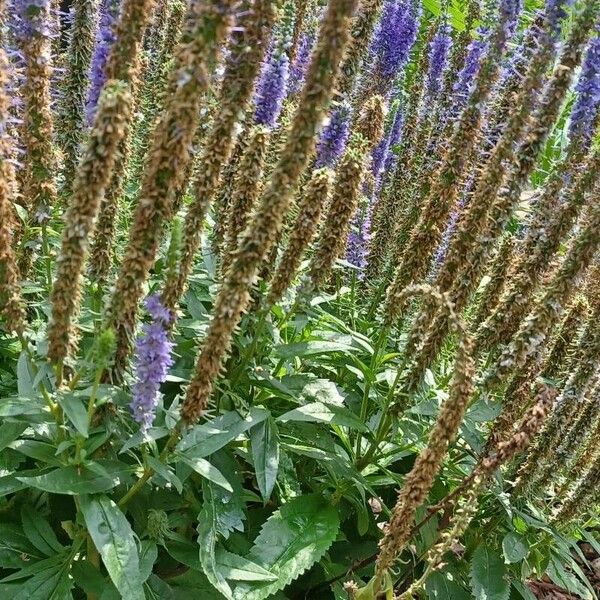 Veronica spicata 花