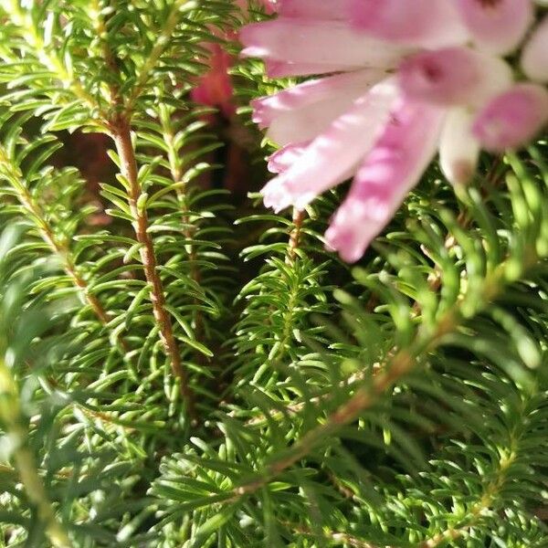 Erica verticillata Folha