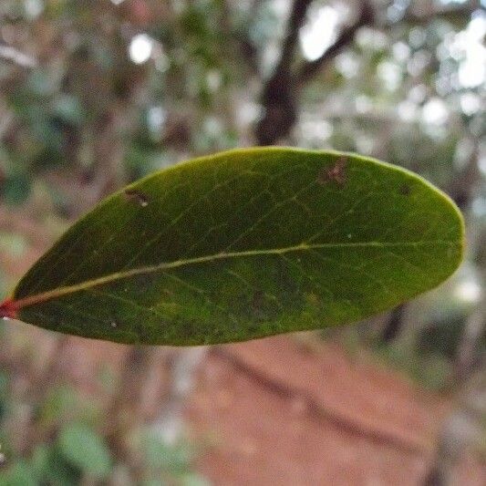 Pleurostylia pachyphloea 葉