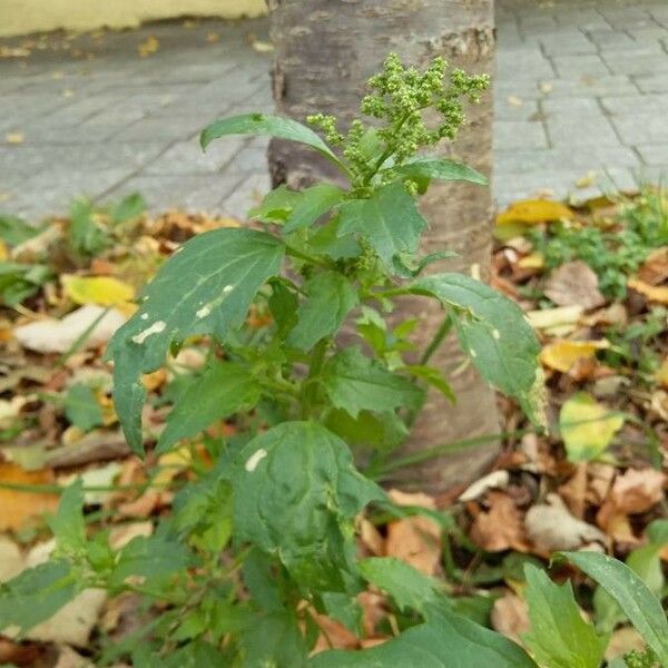 Chenopodiastrum murale Pokrój