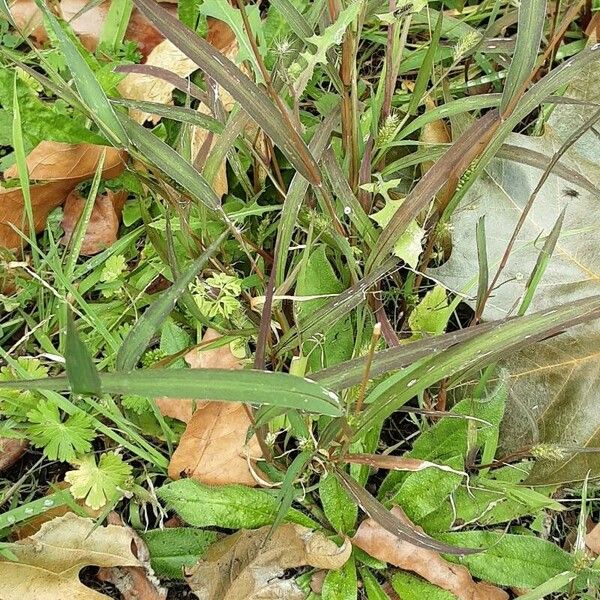 Setaria verticillata Blad