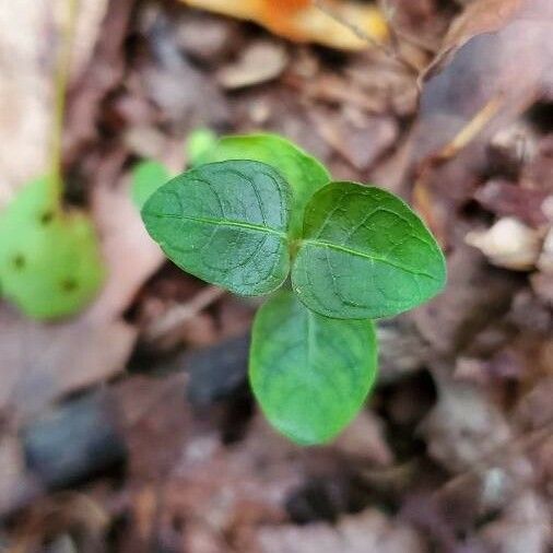 Mitchella repens Blad