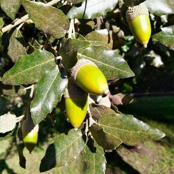 Quercus ilex Плод