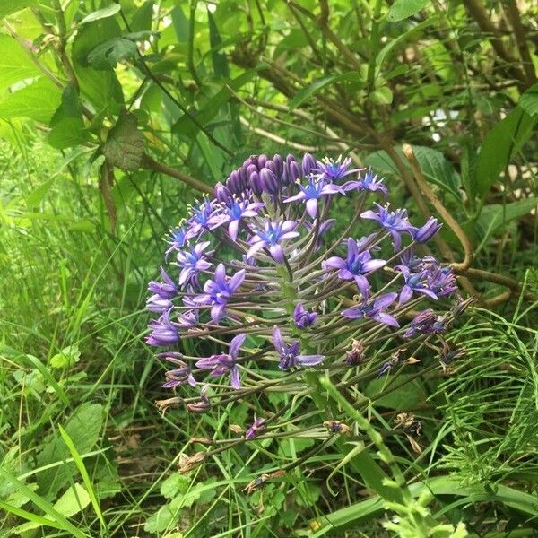 Scilla peruviana Flors