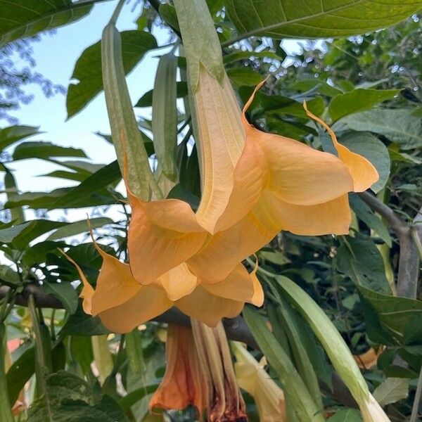 Brugmansia suaveolens Květ