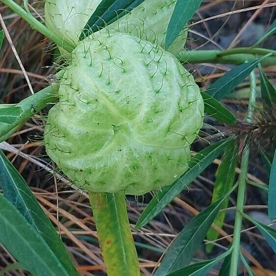 Gomphocarpus physocarpus Frucht