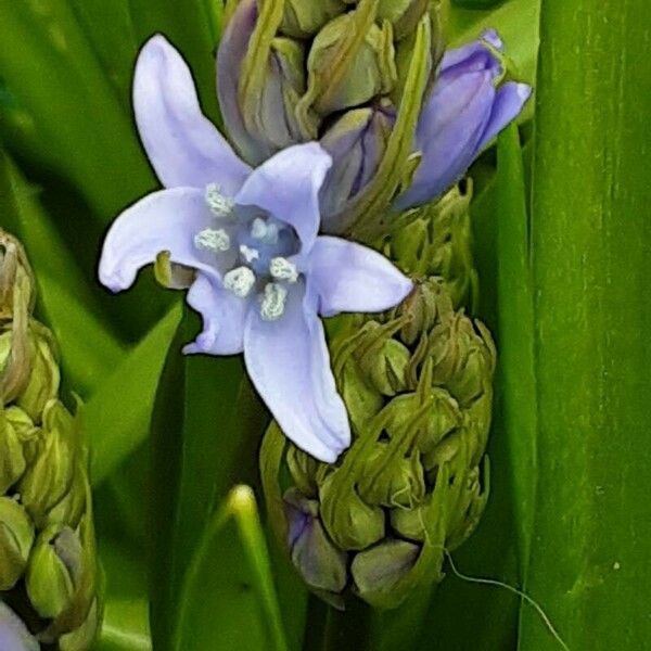 Hyacinthoides × massartiana Blüte