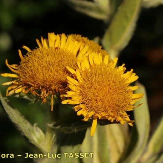 Inula helenioides Blomma