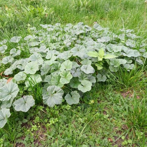 Malva neglecta Habitus