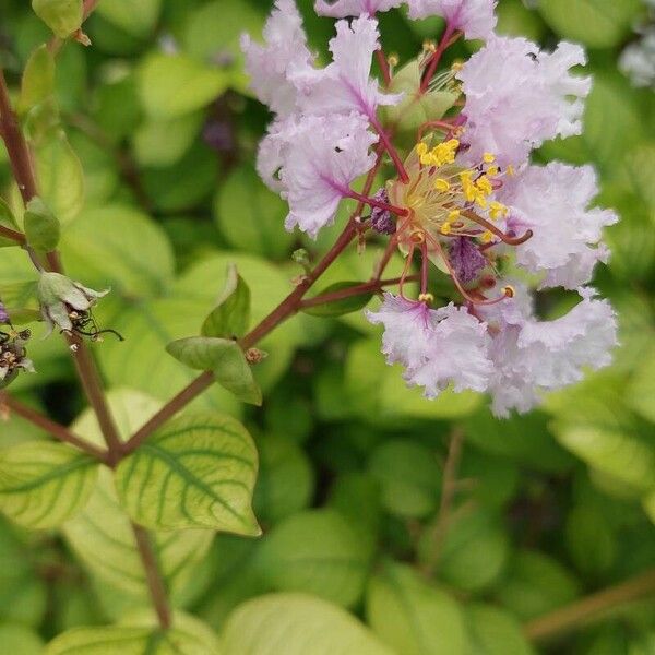 Lagerstroemia speciosa Цветок