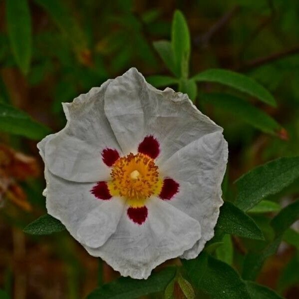 Cistus ladanifer Flower