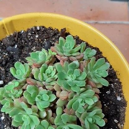 Sedum glaucophyllum 叶