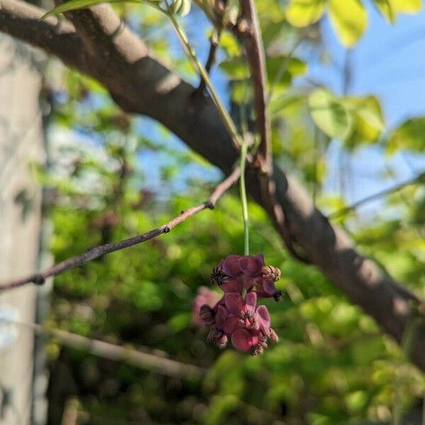 Akebia quinata Flower