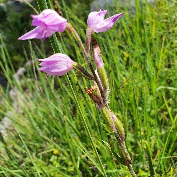 Cephalanthera rubra Floare