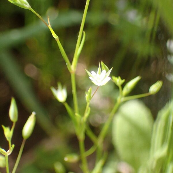 Sabulina tenuifolia Flor