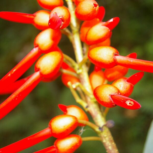 Erythrina globocalyx Plod