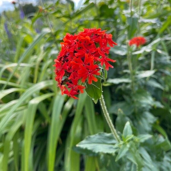 Lychnis chalcedonica Žiedas