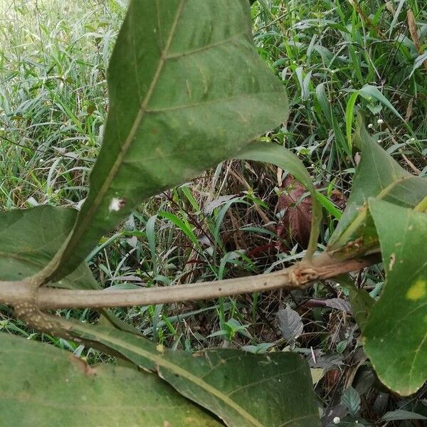 Tectona grandis Leaf