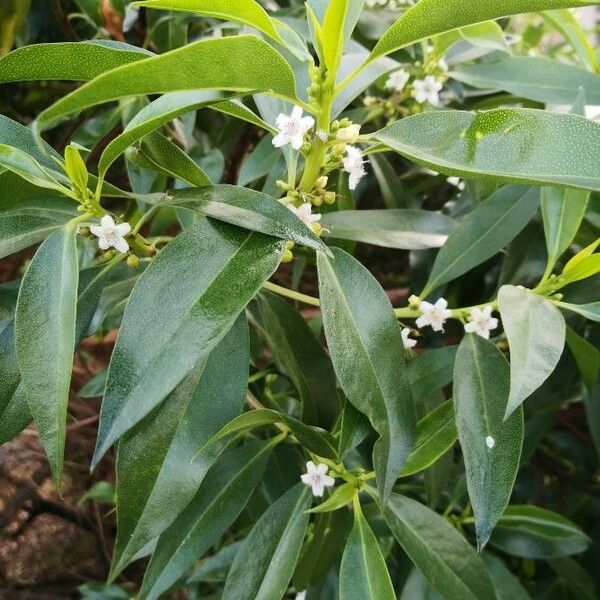 Myoporum laetum Blomst