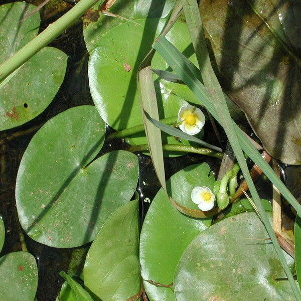 Sagittaria guayanensis Hábito