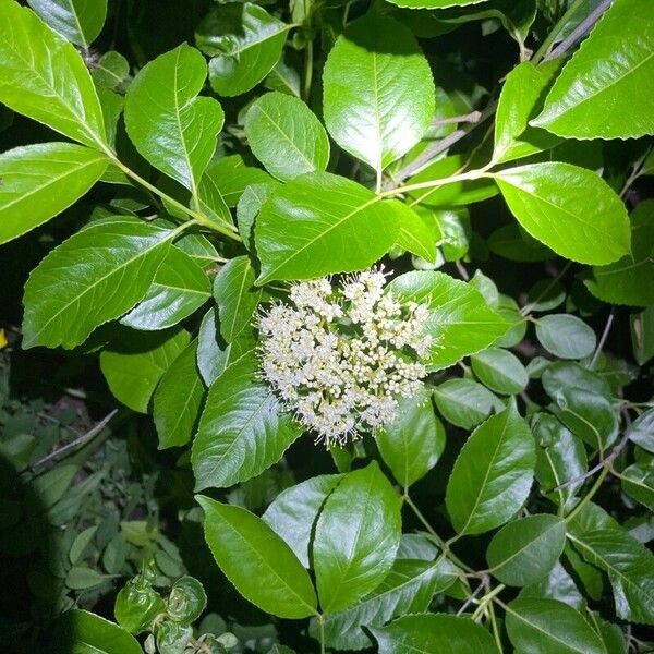 Viburnum nudum Blodyn