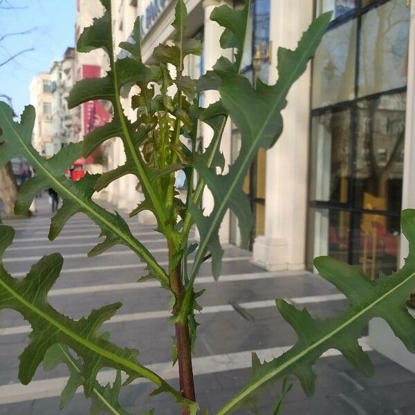 Lactuca canadensis Blad