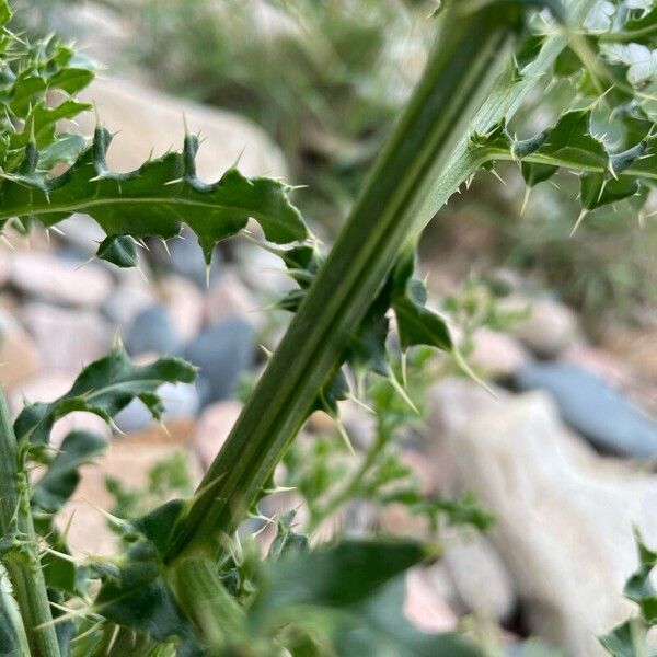 Cirsium arvense Kaarna