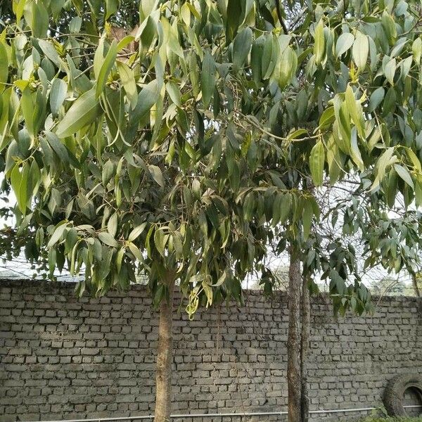 Eucalyptus globulus Blad