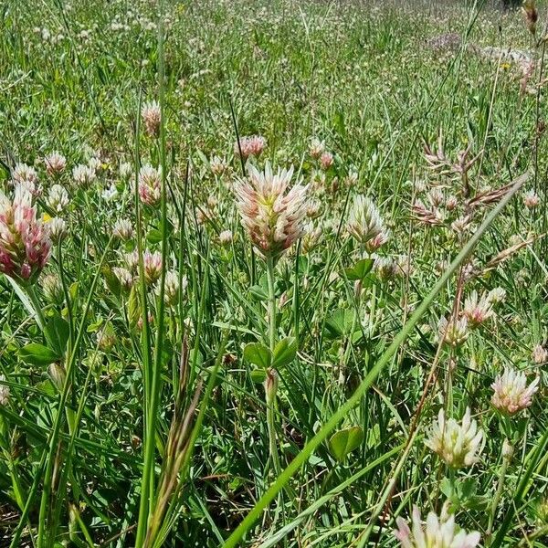 Trifolium incarnatum Habit