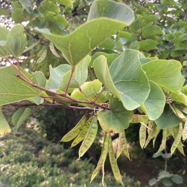 Cercis siliquastrum List