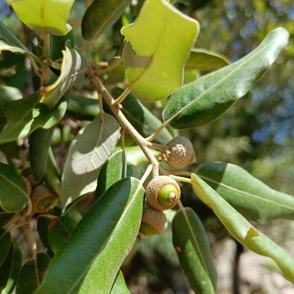 Quercus ilex Fruto