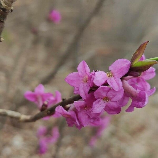 Daphne mezereum Çiçek