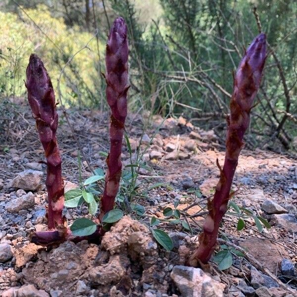 Orobanche latisquama Foglia