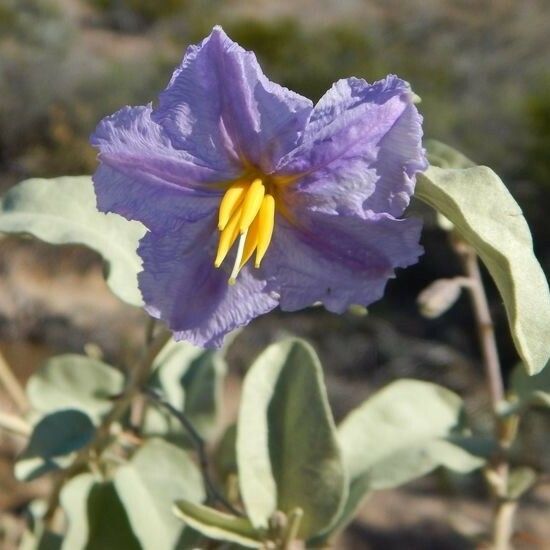 Solanum hindsianum Flor