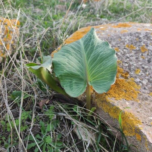 Arum pictum برگ