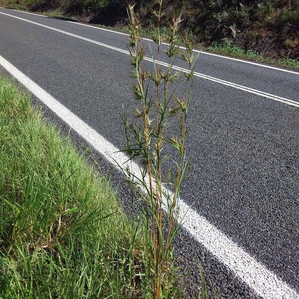 Themeda quadrivalvis Habit