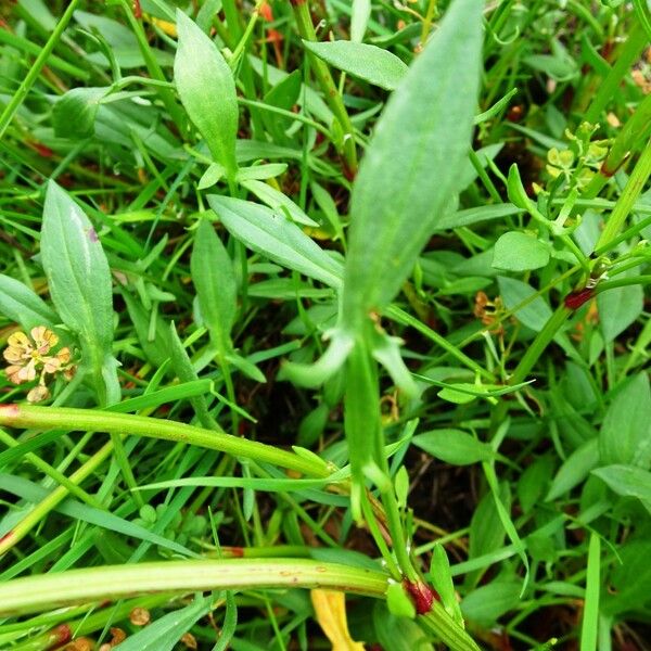 Rumex acetosella Liść