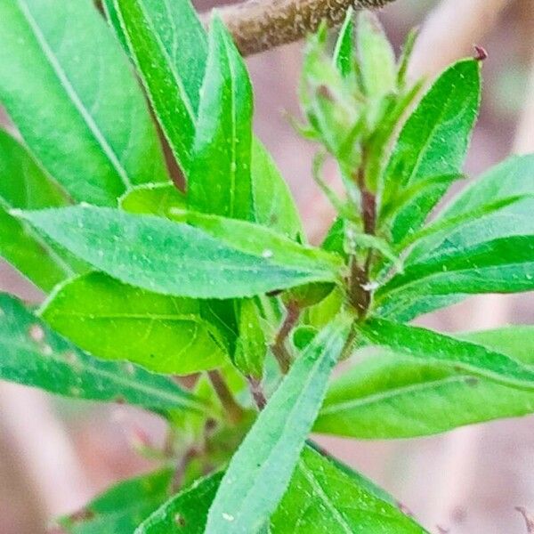 Oenothera filiformis Лист