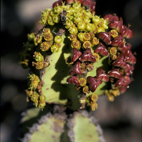 Euphorbia cooperi Flower