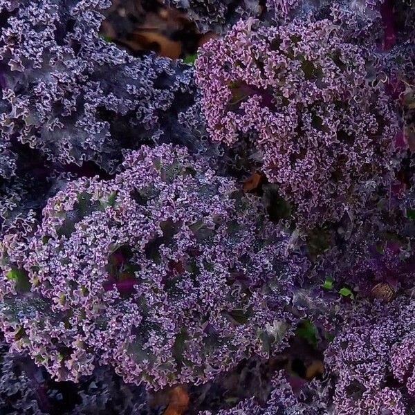 Brassica oleracea Fulla