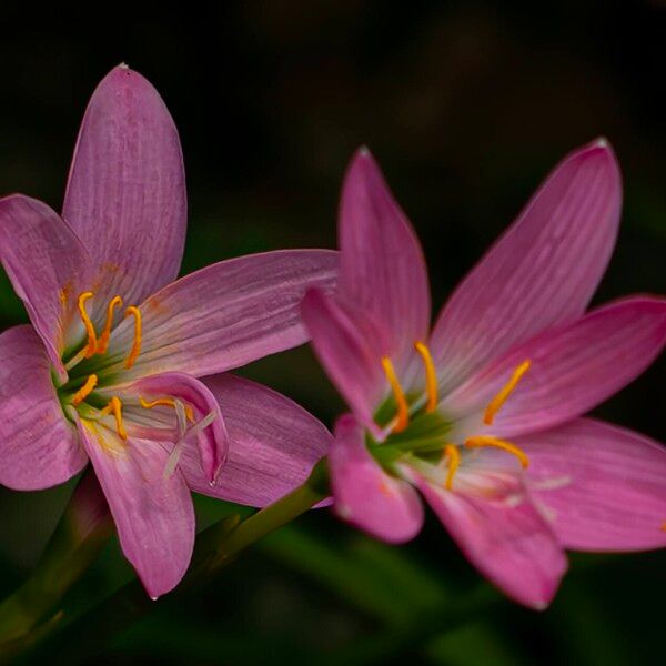 Zephyranthes rosea 花