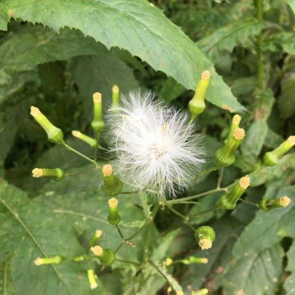 Erechtites hieraciifolius 花