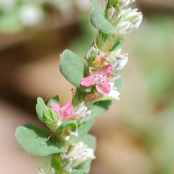 Polygonum plebeium Flor