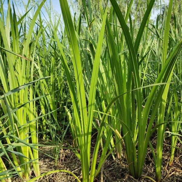 Acorus calamus Leaf