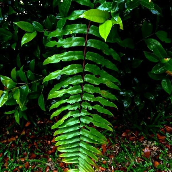 Gymnosphaera podophylla Hoja