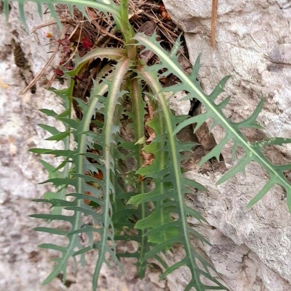 Lactuca perennis Φύλλο