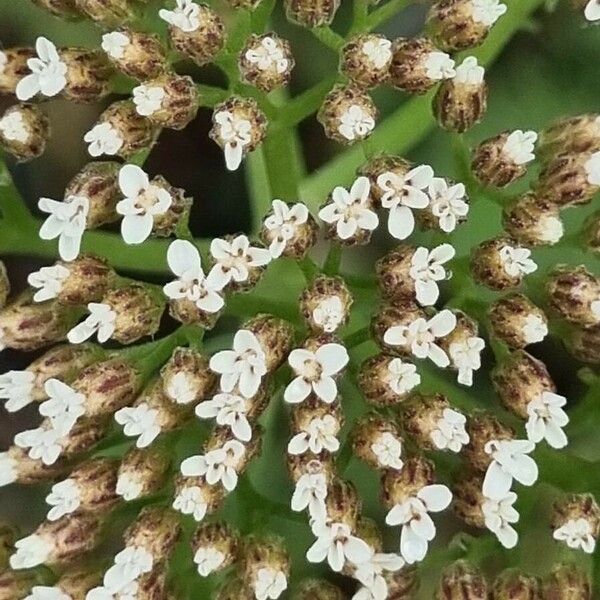 Achillea ligustica Flower